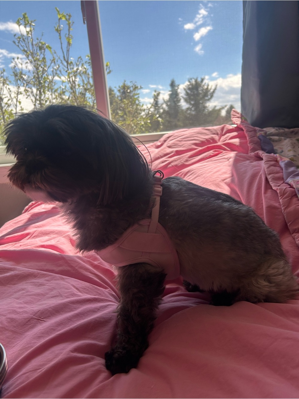Pink Harness